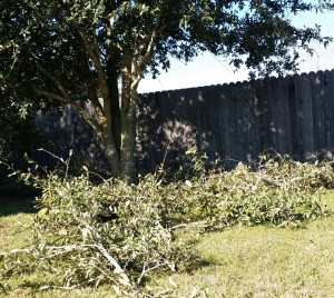 Trimmed Branches of Live Oak
