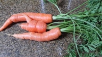 Freshly Pulled Carrots! March 7, 2015