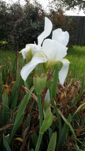 White Flag Iris 