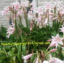 Milk and Wine Crinum, May 22, 2015