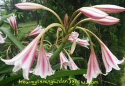 Milk and Wine Crinum, May 27, 2015
