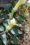Moon flower blooms begin Un-whirling to open