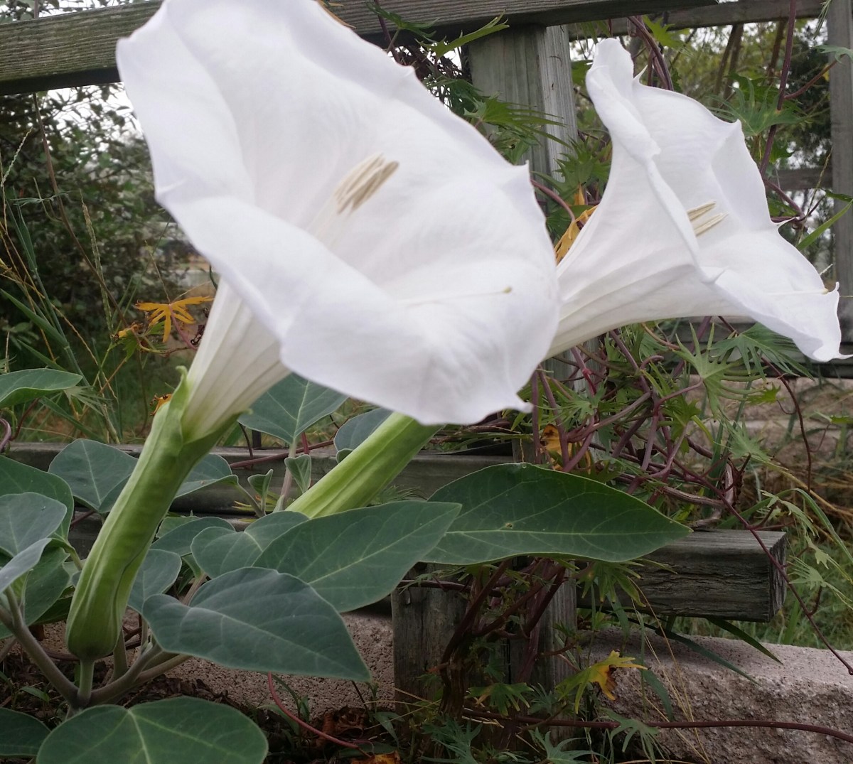 Moon Flowers, Sept. 7, 2015