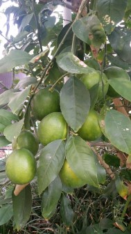 Meyer Lemons nearly ripe