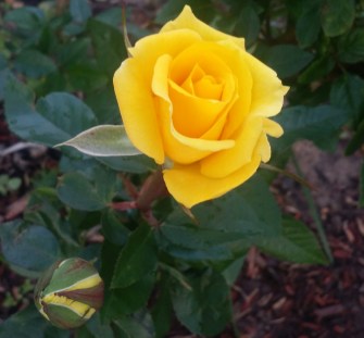 Newly opened flower of Grandma's Yellow Rose