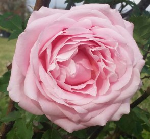 Belinda's Dream Rose Flower