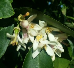 Flower blooms on the Meyer Lemon Tree on Dec 23, 2015