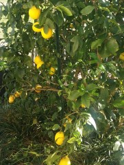 Fully Ripened Meyer Lemons, Dec 23, 2015