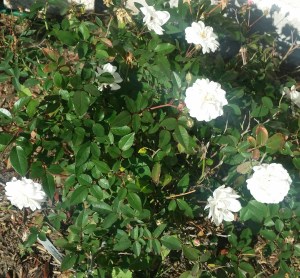Small white flowers of the "White Pet" rose