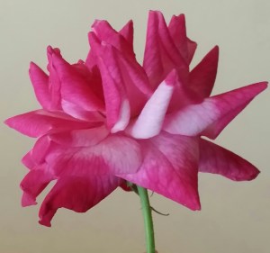 Rose with pink petals that are white where there is overlap