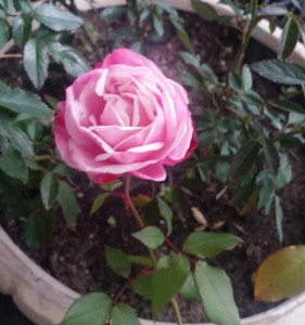 Pink rose with white accents