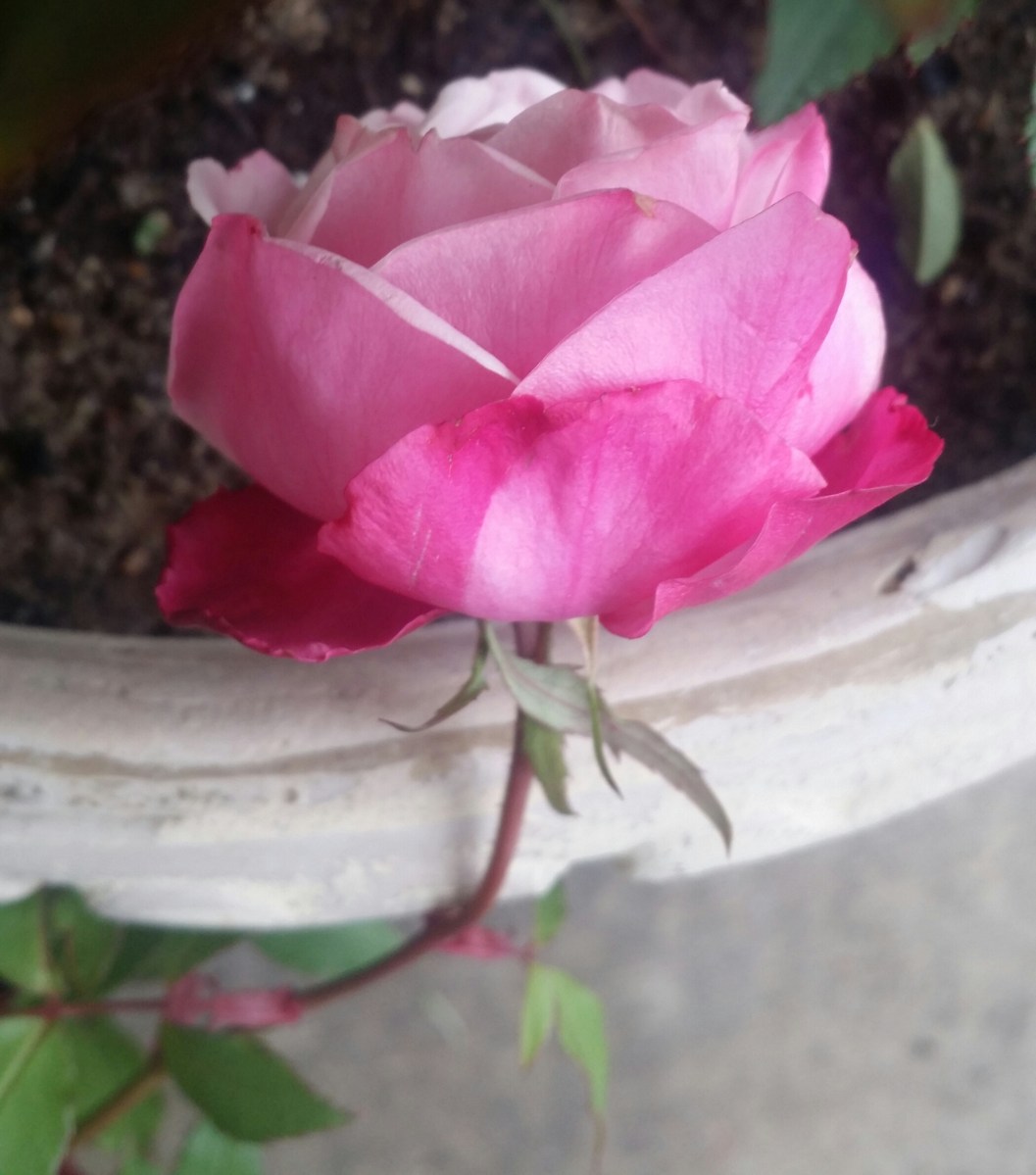 Pink rose with white accents