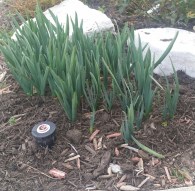 Daffodil foliage emerging, Feb 14, 2016