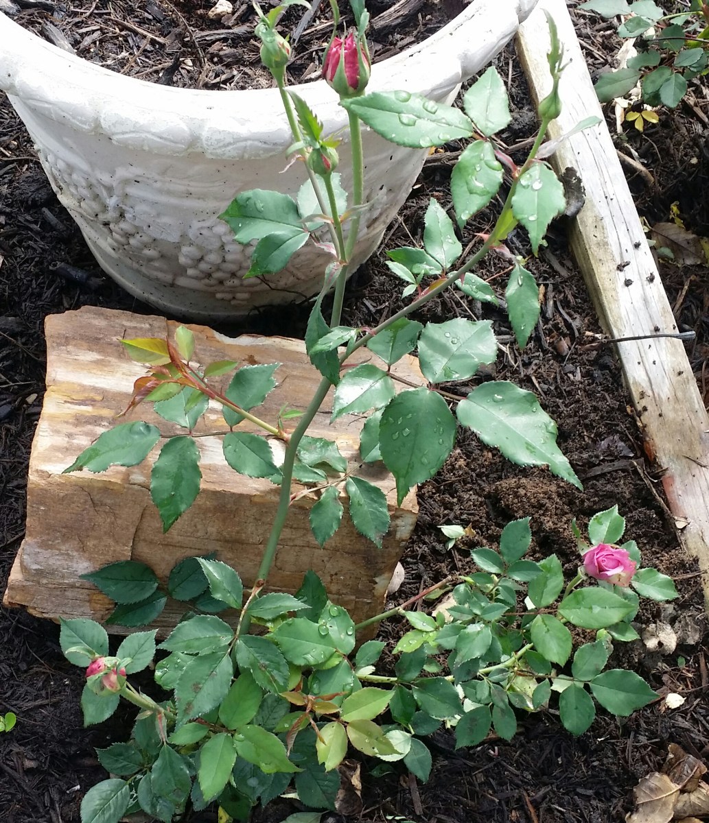 Pink rose with white accents.