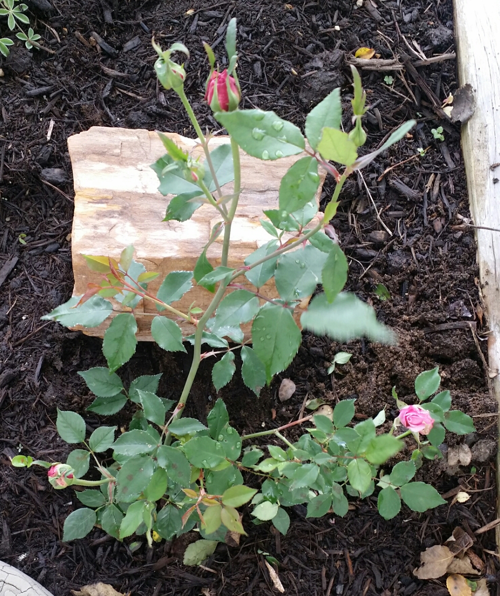 Pink rose with white accents