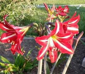 Red flowers with white streaks