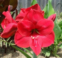 Red blooms of Amaryllis
