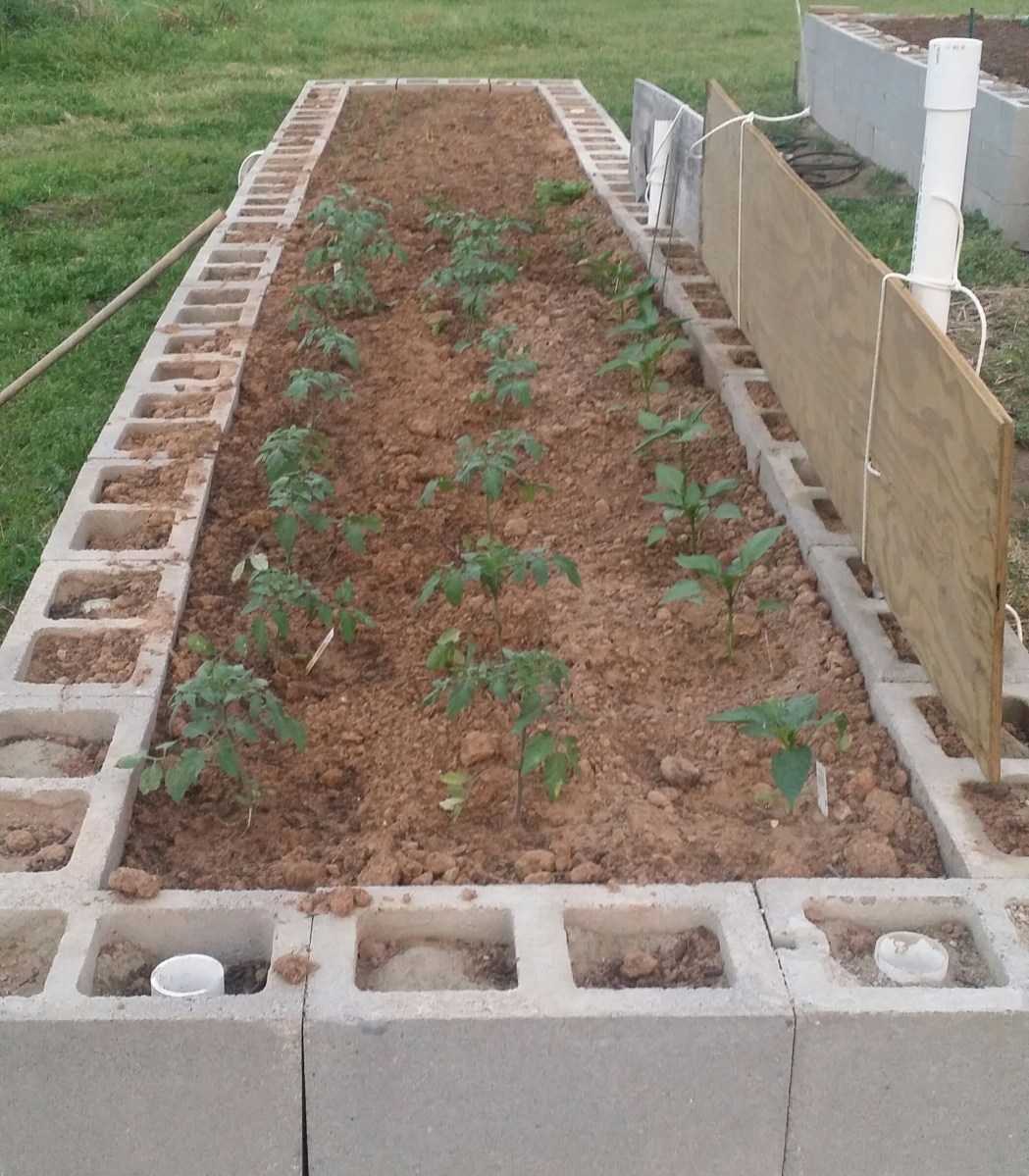 Raised bed with 6 inch tomato and pepper plants added.