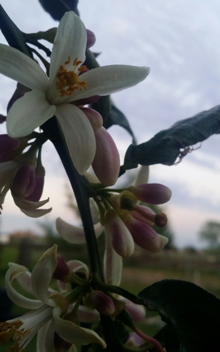 Close up view of flowers