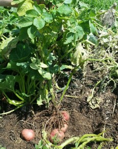 Potato plant with potatoes visible.