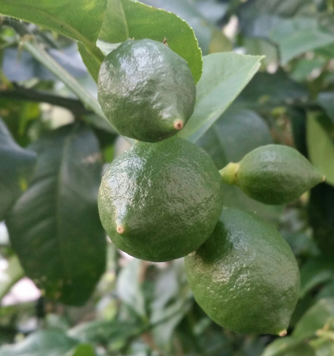 Green Unripe Lemons on the tree.