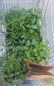 Tomato plants and seed packets in shopping cart.
