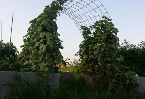 Cucumber Vines growing on Trellis, June 14, 2016