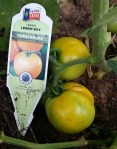 Lemon Boy, Heirloom Tomato