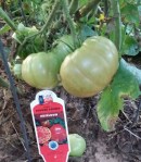 German Strip, Heirloom Tomato