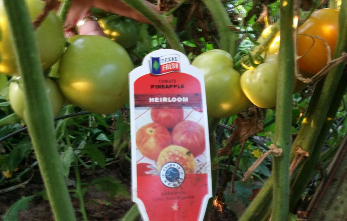 Pineapple, Heirloom Tomato