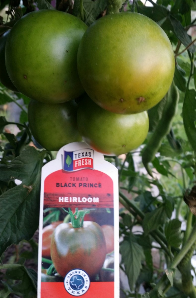 Black Prince, Heirloom Tomato