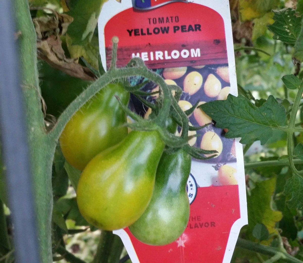 Yellow Pear, Heirloom Tomato