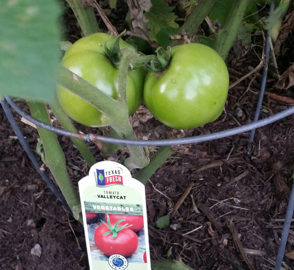 Alley Cat Tomato