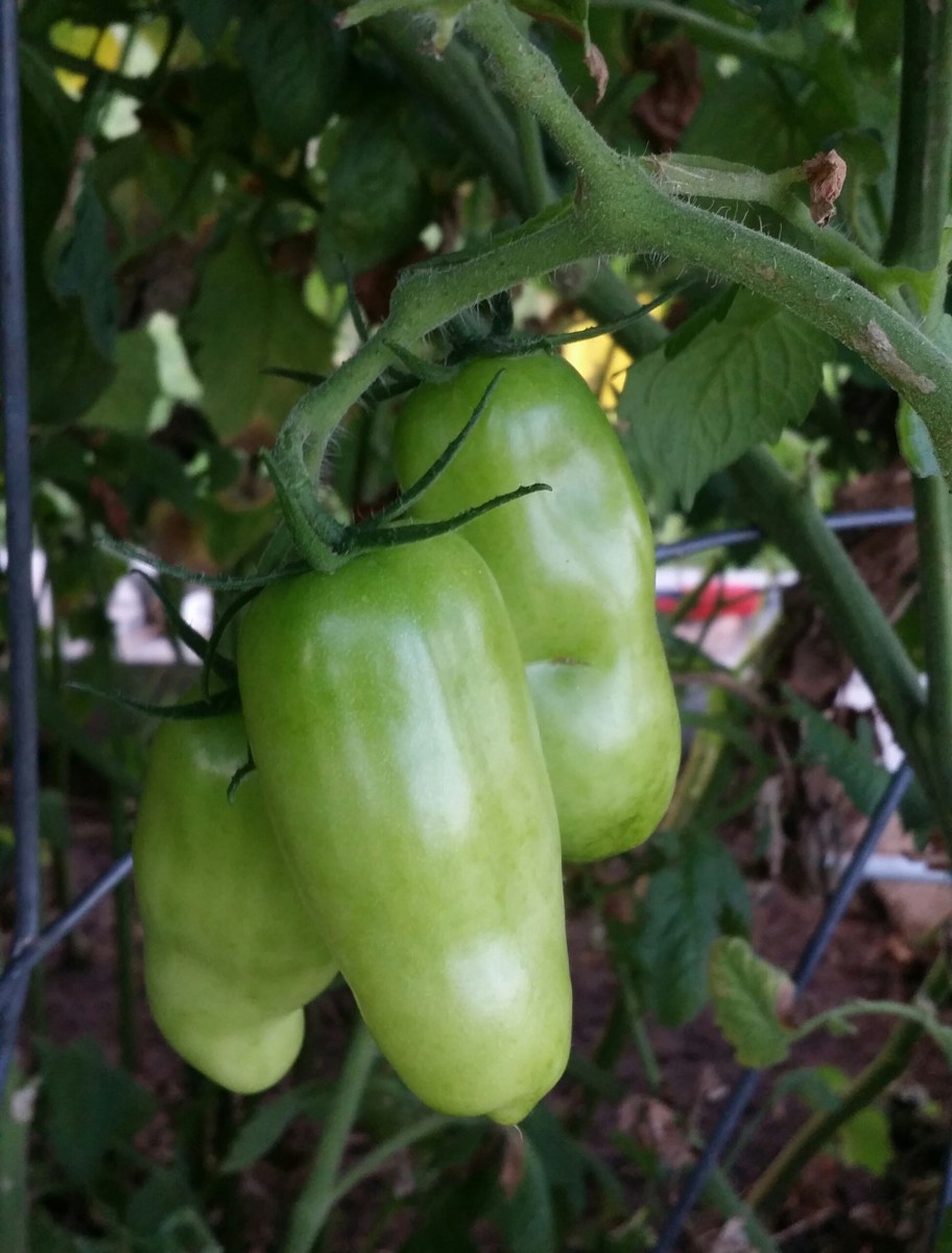 San Marzano, Heirloom Tomato