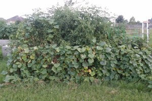 Cucumber Vines growing over the edge of a raised bed, June 14, 2016