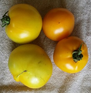 Yellow Lemon Boy and Orange Pineapple Heirloom Tomatoes