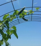 Cucumbers on Vines, Growing on Trellis, June 17, 2016