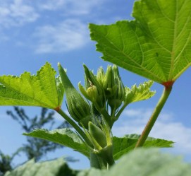 Okra Fruit Growing on the Plant, June 2016