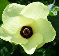 Okra Flower, June 2016