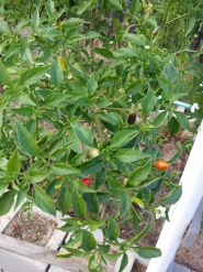 Pequin Pepper Bush with peppers at various stages, Oct 2016