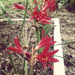 Amaryllis-like flowers of the Oxblood lily
