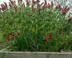 Blooming Oxblood Lilies and Shrimp Plant
