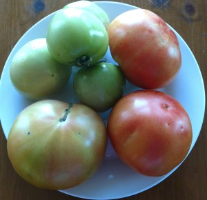 Plate with Tomatoes, harvested December 22, 2016