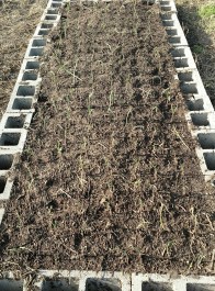 Green tops of onions are visible in the onion plant bed.