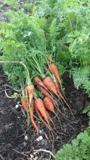 Fresh Carrots, February 20, 2017