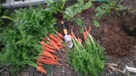 Final Harvest, Carrots 2017