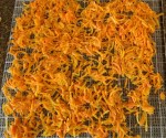 Shredded Carrots on the Drier Shelf