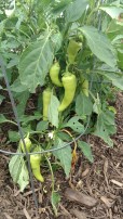 Banana Peppers on the plant, July 2017