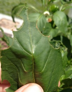 Pepper Leaf with Cut-outs on leaf edges.