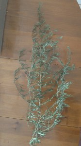 A Tarragon plant with branches and leaves that are dry but still green.